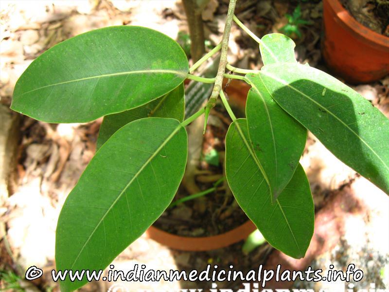 Ficus tinctoria (1).jpg